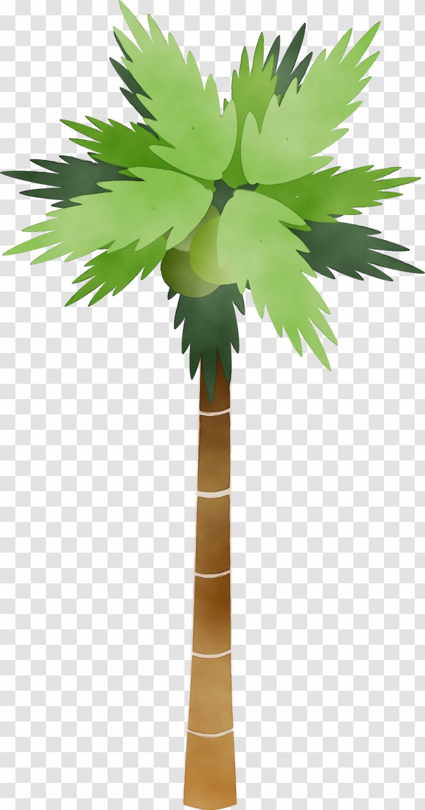Clip Art Palm Trees Vector Graphics - Coconut - Woody Plant Transparent PNG