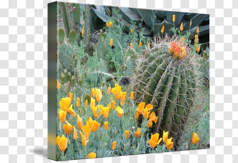 Citroën Cactus M Vegetation Wildflower - Painting Transparent PNG