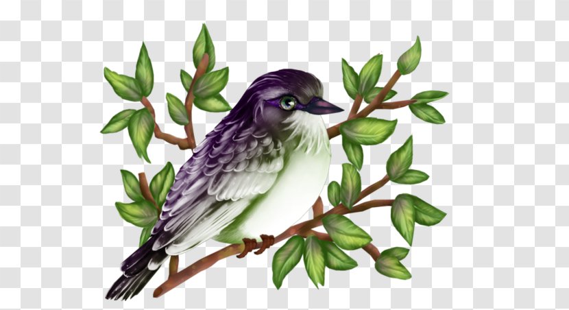 History Web Page Painting - European Robin Bird Transparent PNG