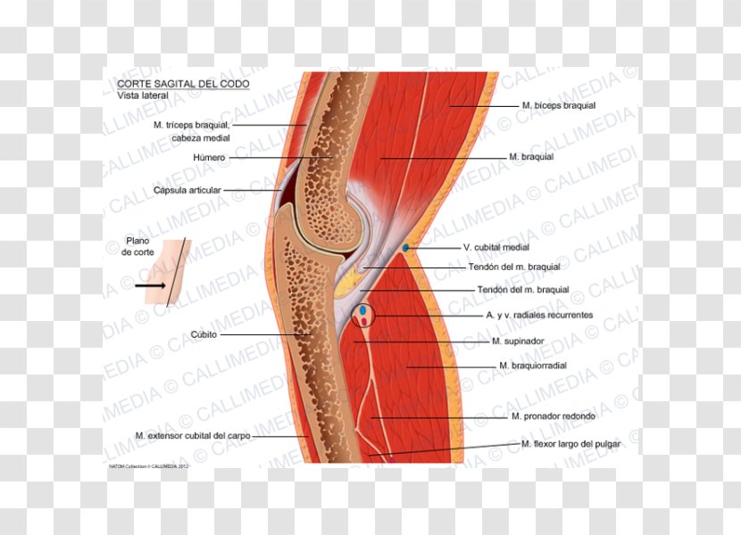 Pronator Teres Muscle Elbow Sagittal Plane Anatomy - Silhouette Transparent PNG