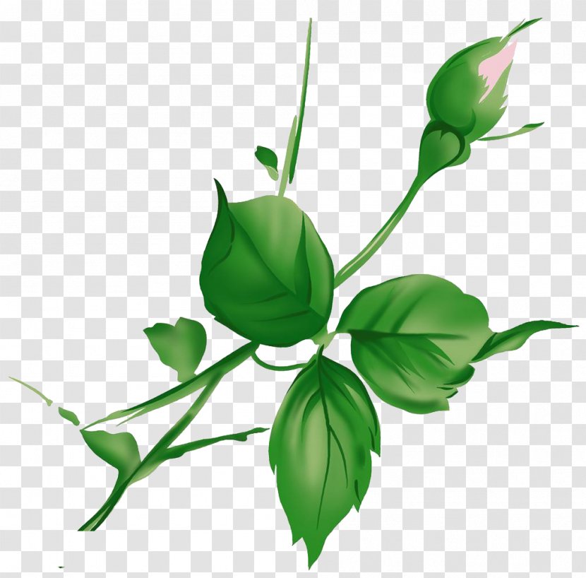 Leaf Green - Leaves Transparent PNG