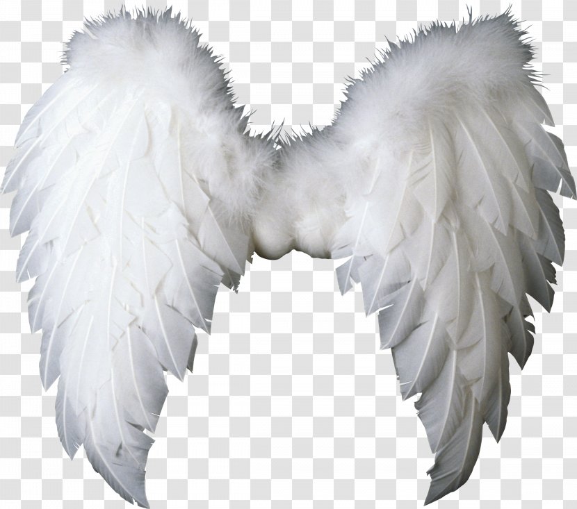 Wing Angel Clip Art - Rendering - Wings Transparent PNG
