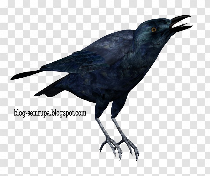 Bird American Crow Rook Carrion - Like Transparent PNG