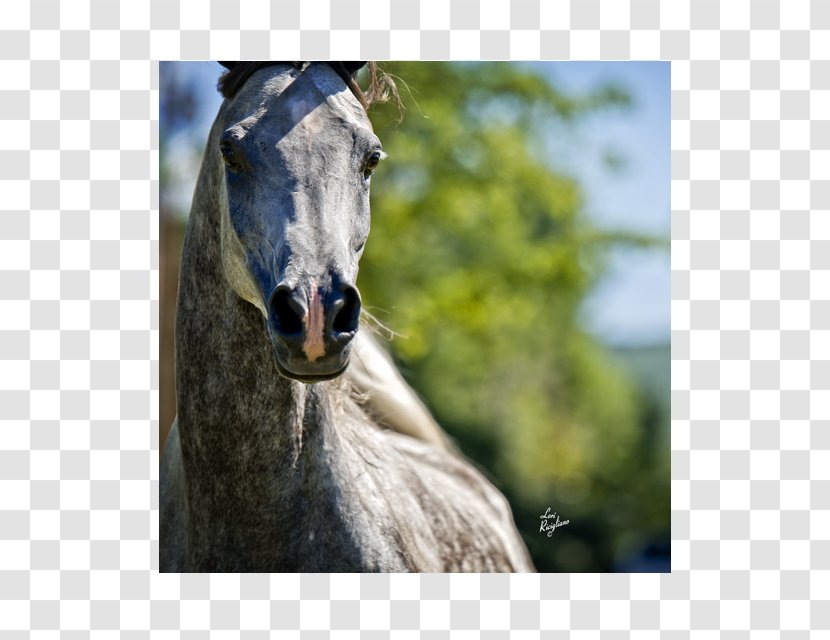 Arabian Horse Mane Halter Mustang Stallion - Snout Transparent PNG