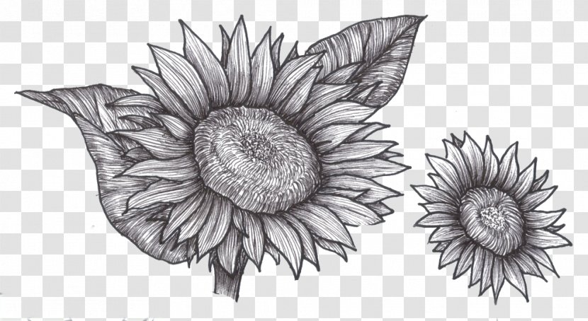 Drawing Common Sunflower Plant Sketch - Leaf Transparent PNG