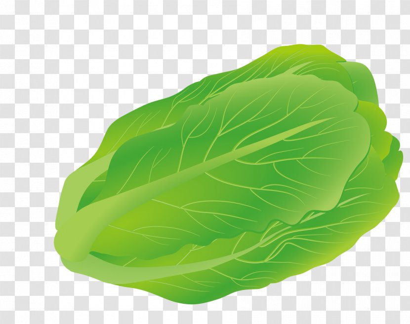 Romaine Lettuce Spring Greens Marrow-stem Kale Cabbage - Vector Green Transparent PNG