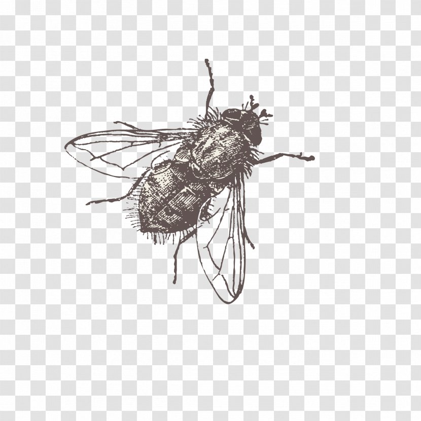 Fly Vector - Organism - Black And White Transparent PNG
