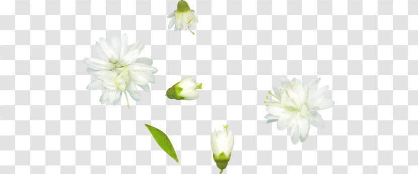 Cut Flowers Petal Bud Rose - Plant - Flower Transparent PNG