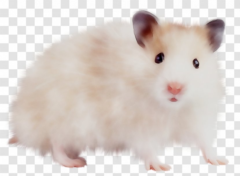 Mus Hamster Rodent Computer Mouse Brown Rat - Muridae - Muroids Transparent PNG