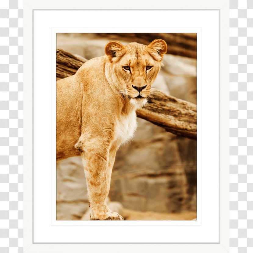 Lion Cat Al Wabra Wildlife Preserve Photography - Carnivoran Transparent PNG