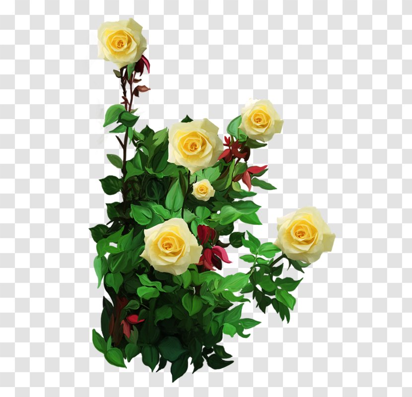 Garden Roses Floribunda Flower - Plant - Rose Transparent PNG