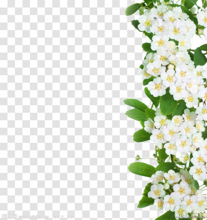 Cut Flowers - Floristry - A White Flower Transparent PNG