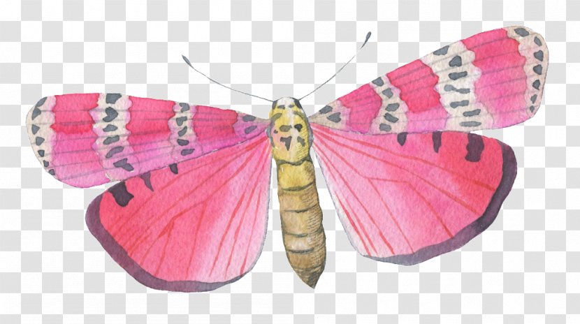 Vector Graphics Clip Art Image - Invertebrate - Watercolor Butterfly Moth Transparent PNG