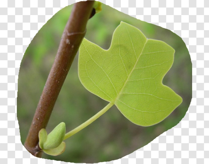 Leaf Plant Stem Mother Pathology Jetty - Childbirth - Catalpa Transparent PNG