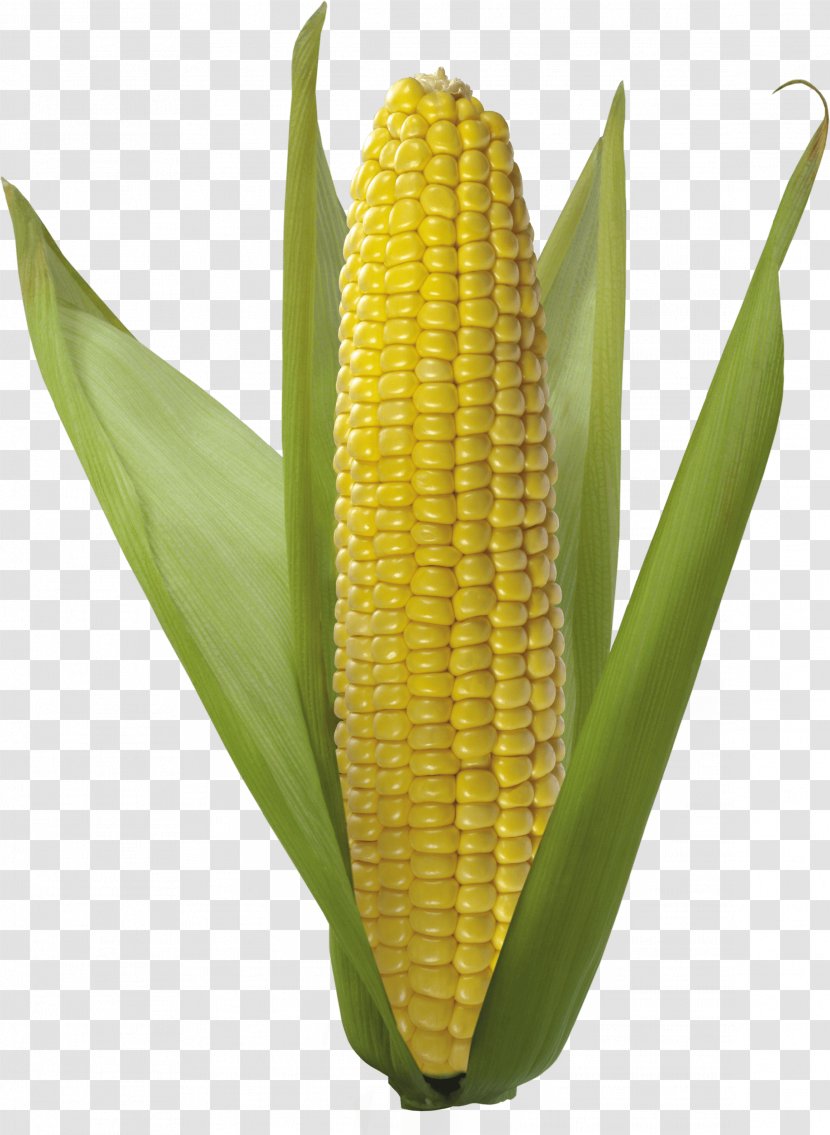 Corn On The Cob Popcorn Sweet Flint Corncob - Image Transparent PNG
