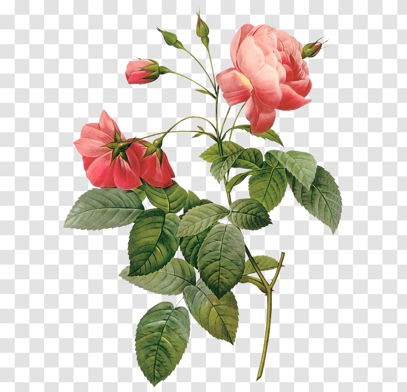 Stock Photography Flower Rose Clip Art - Plant Stem Transparent PNG