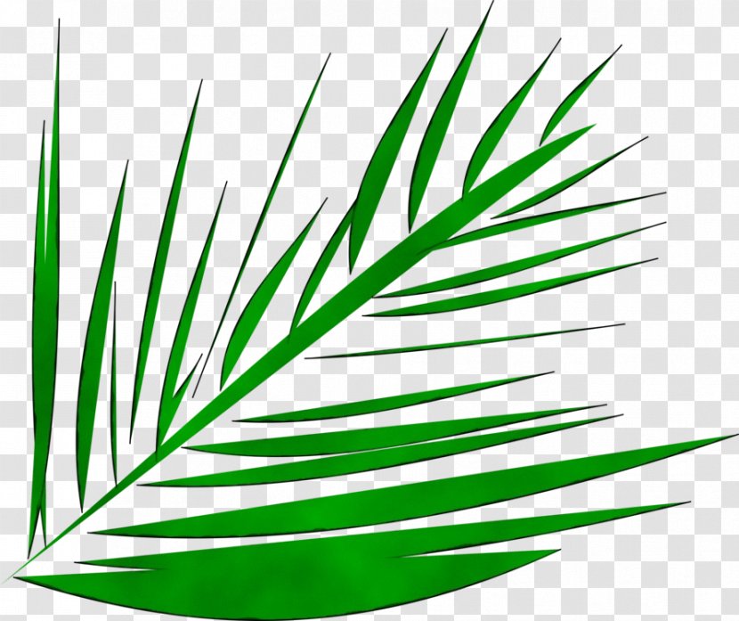 Palm Tree Leaf - Grass Family - Evergreen Jack Pine Transparent PNG