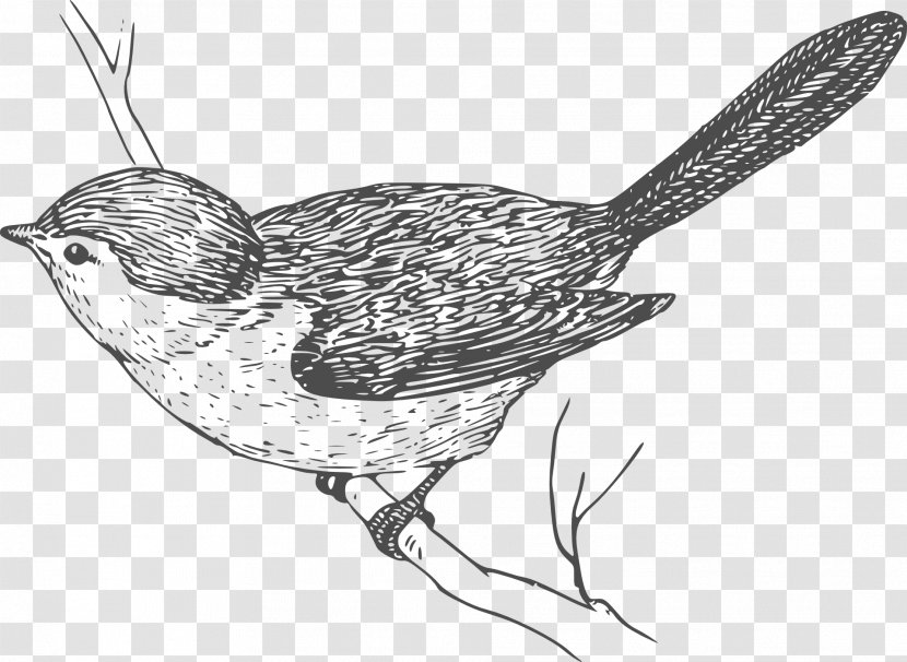 Bird Wren Clip Art - Line - Birds In The Branches Transparent PNG