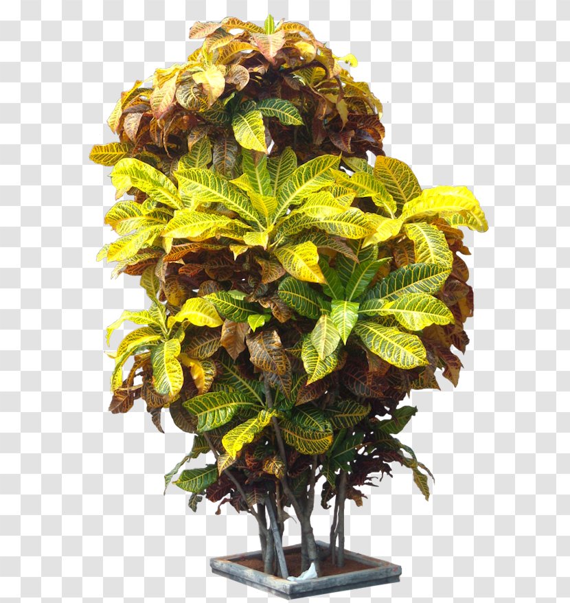 Tree Garden Croton Jackfruit Crotons Plant - Variegation Transparent PNG