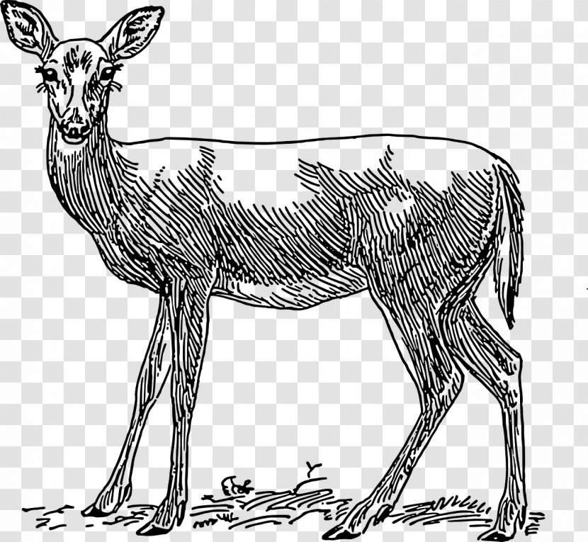 Red Deer White-tailed Roe Clip Art - Black And White - Hand-painted Transparent PNG
