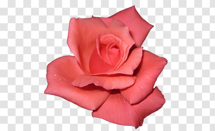 Rose Desktop Wallpaper Pink - Flowering Plant - Dante's Inferno Transparent PNG