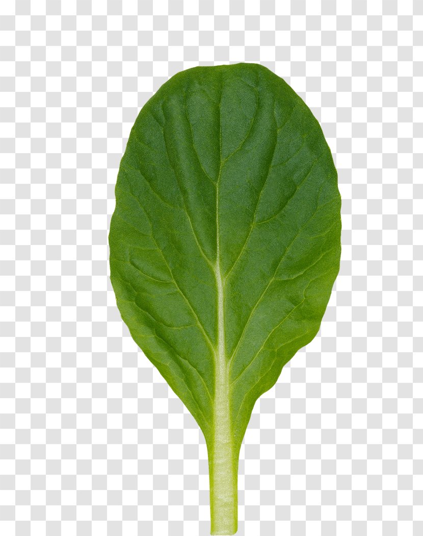 Chard Spring Greens Tatsoi Leaf - Perennial Wallrocket - Mushy Peas Transparent PNG