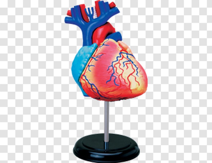 Human Anatomy Body Heart Skeleton - Tree Transparent PNG