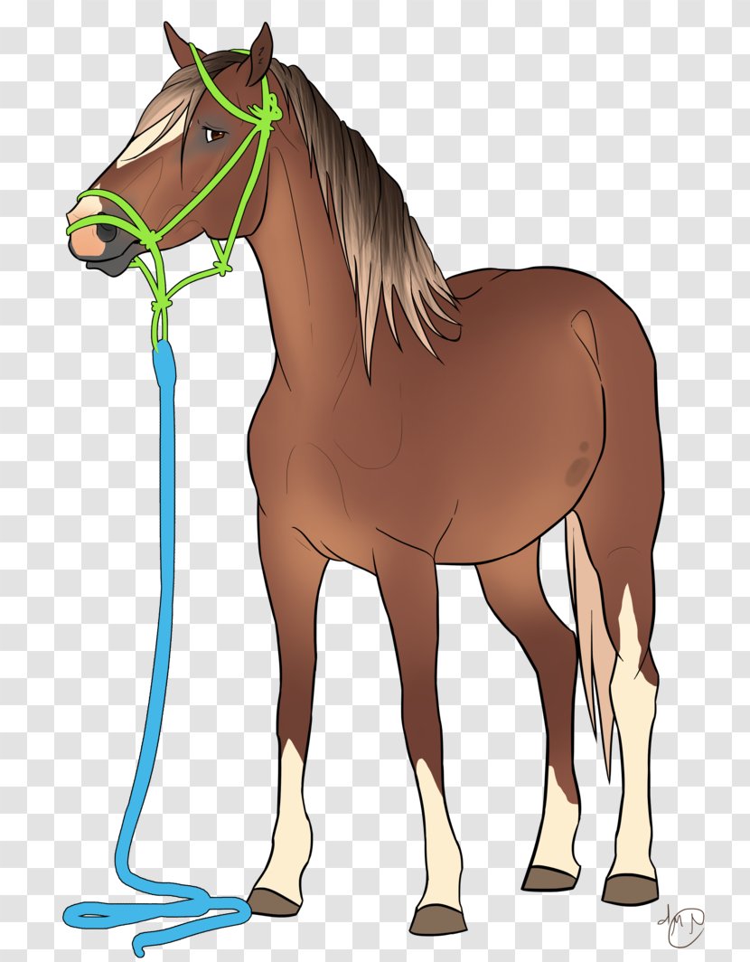 Foal Stallion Halter Mare Pony - Saddle - Always Persist Firmly In Transparent PNG