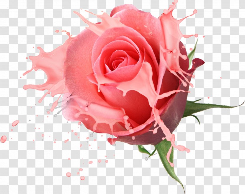 Flower Bouquet Rose Drawing - Stockxchng - Floral Design Transparent PNG