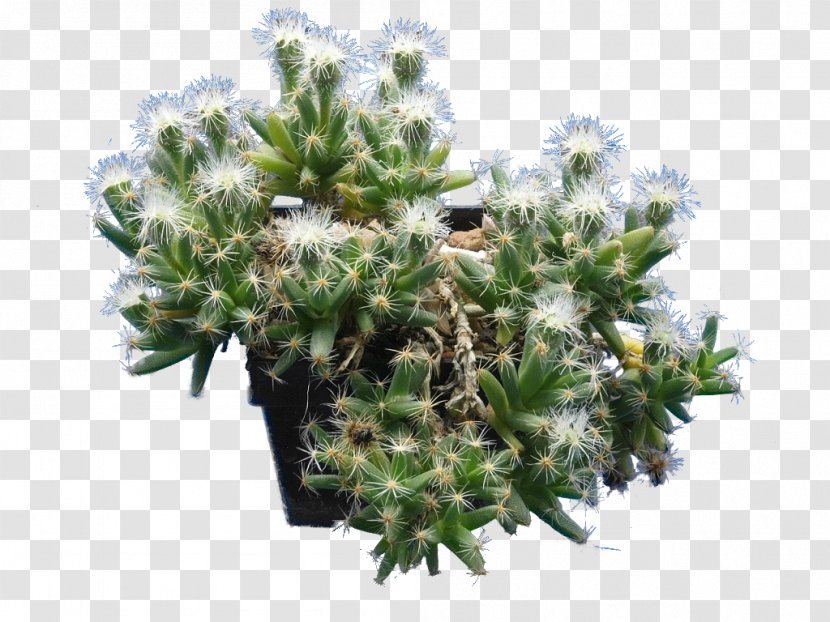 Pleiospilos Nelii Embryophyta Desert Rose Living Stone Succulent Plant - Prickly Pear - Sansevieria Transparent PNG