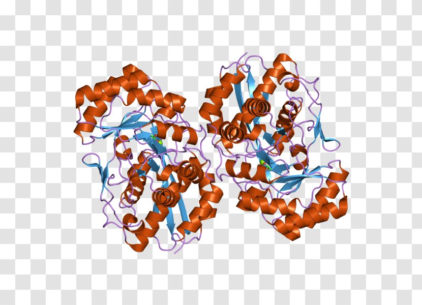 Hexosaminidase HEXB Enzyme Tay–Sachs Disease Lysosome - Wikipedia - Ebi Transparent PNG