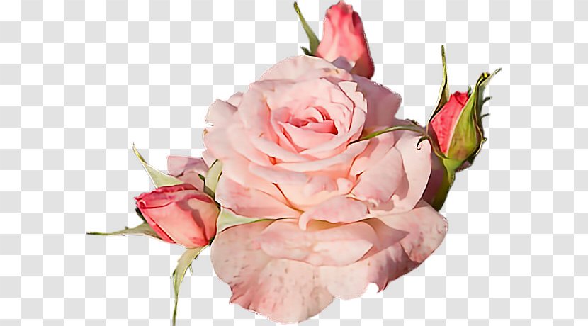 Garden Roses Rose Flower Transparent PNG