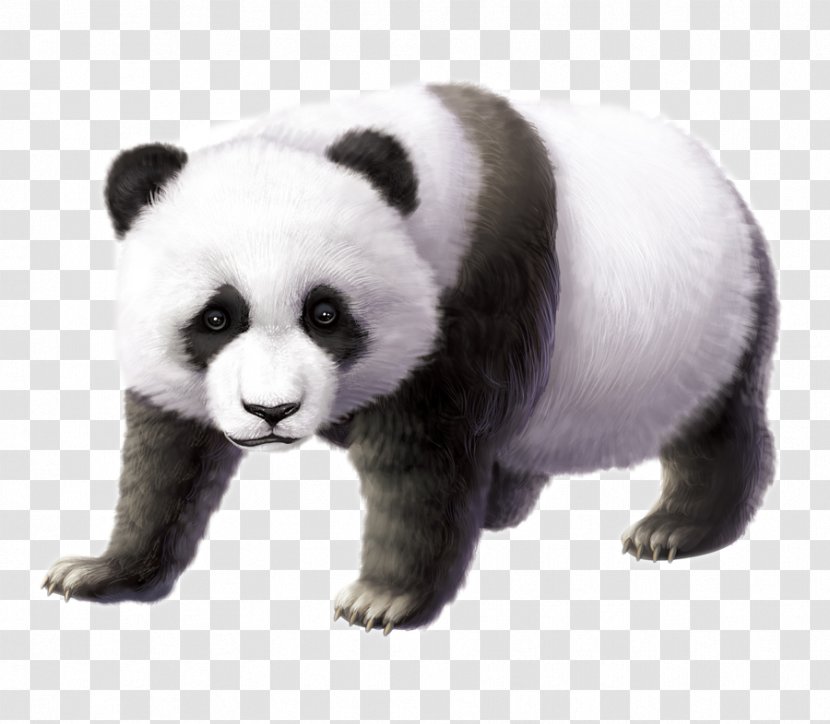 Chengdu Research Base Of Giant Panda Breeding Cuteness - Stuffed Toy - David Transparent PNG