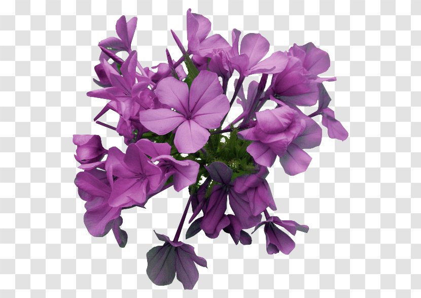 Cut Flowers Petal - Magenta - Flower Transparent PNG