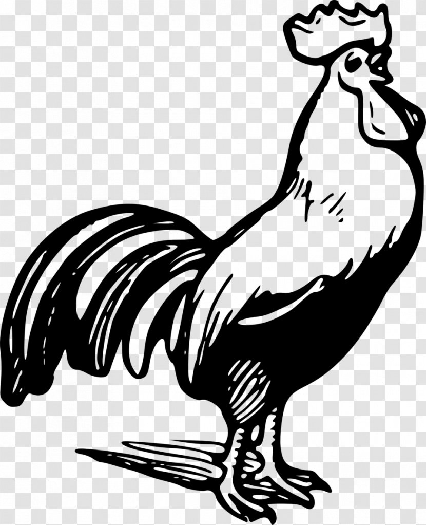 Plymouth Rock Chicken Rooster Black And White Clip Art - Galliformes Transparent PNG
