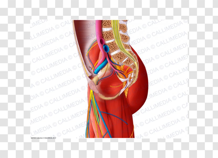 Shoulder Blood Vessel Muscle Nervous System Nerve - Heart - Superficial Temporal Transparent PNG