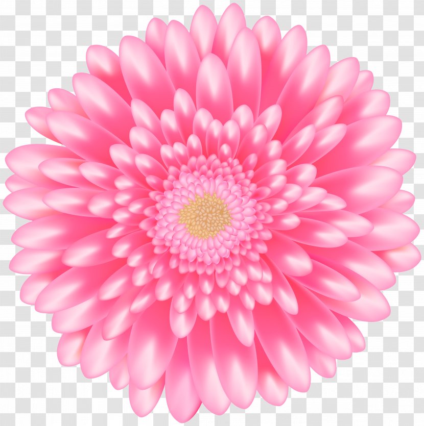 Transvaal Daisy Flower Clip Art - Flowering Plant Transparent PNG