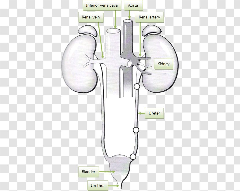 Product Design Drawing /m/02csf - Silhouette - Kidney Failure Transparent PNG