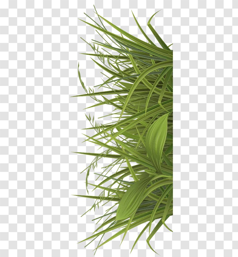 Jamu Betel Sweet Grass Paan Herb - Ingredient Transparent PNG