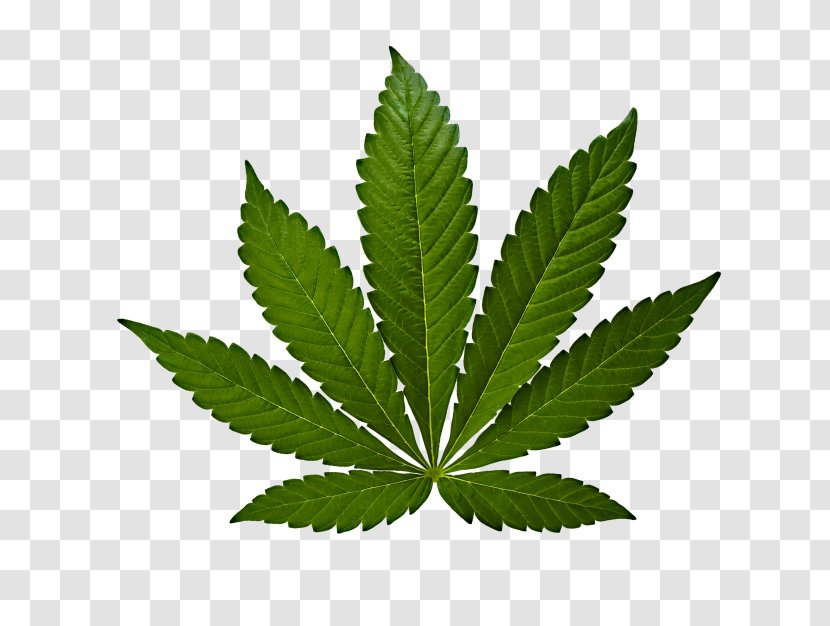 Marijuana Cannabis Sativa Ruderalis Medical Transparent PNG