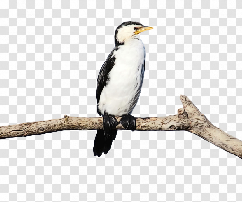 Hornbill Cuckoos Beak Transparent PNG