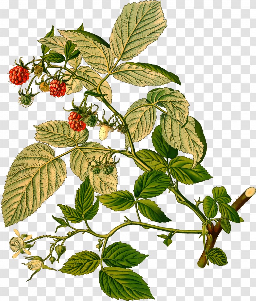 Rubus Strigosus Red Raspberry Leaf - Raspberries Transparent PNG