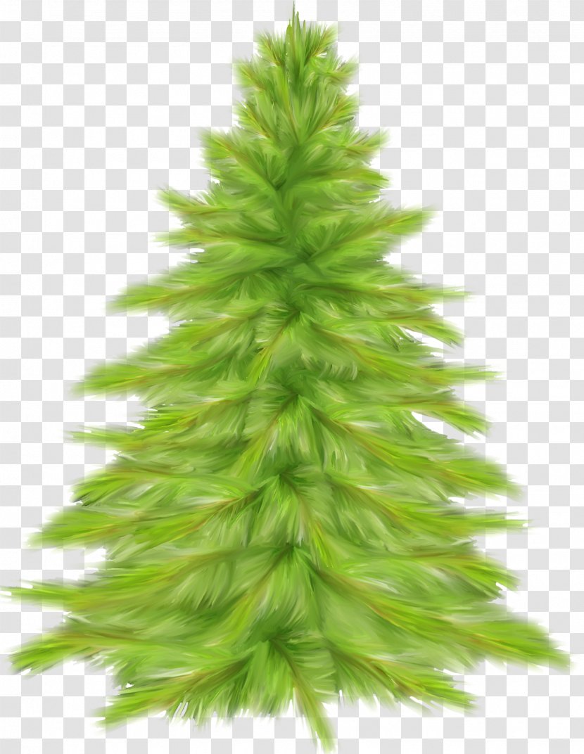 Christmas Tree Fir Spruce Transparent PNG