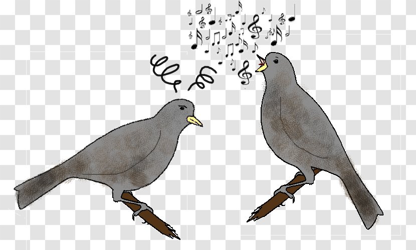 Bird Vocalization Columbidae Chez Les Oiseaux Singing - Cage Transparent PNG