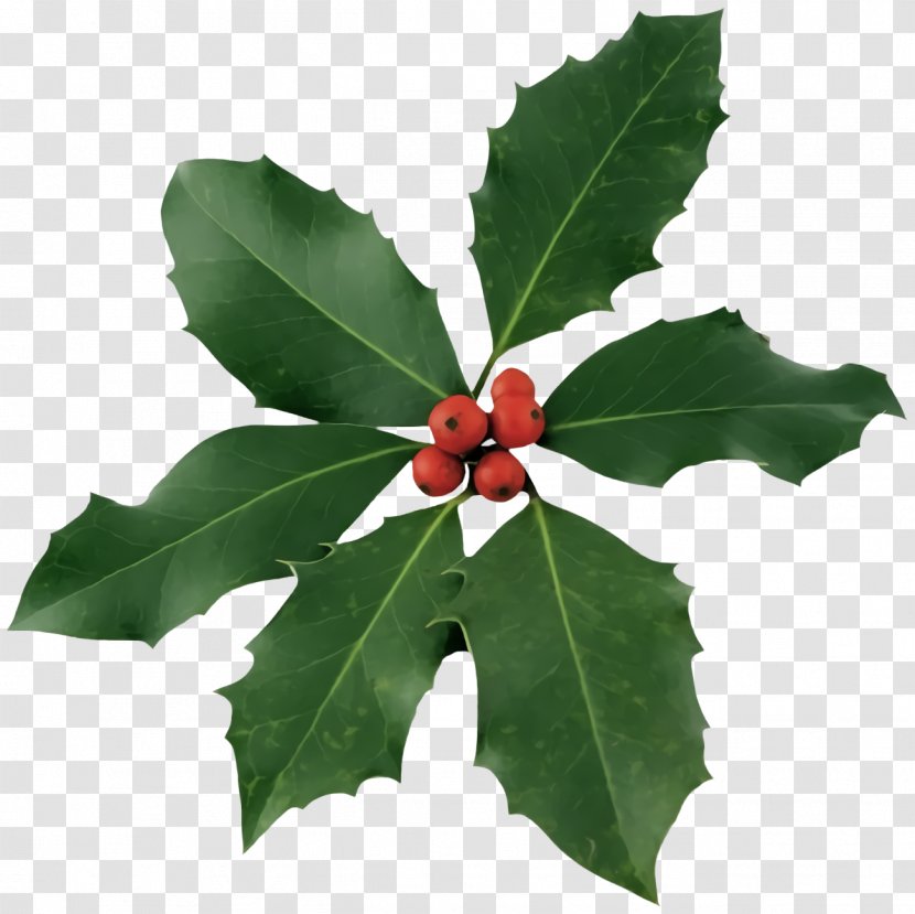 Christmas Holly Ilex - Hollyleaf Cherry Plane Transparent PNG