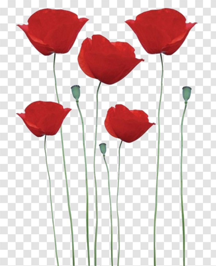 Common Poppy Remembrance Sticker Flower - Plant - Rouge Transparent PNG