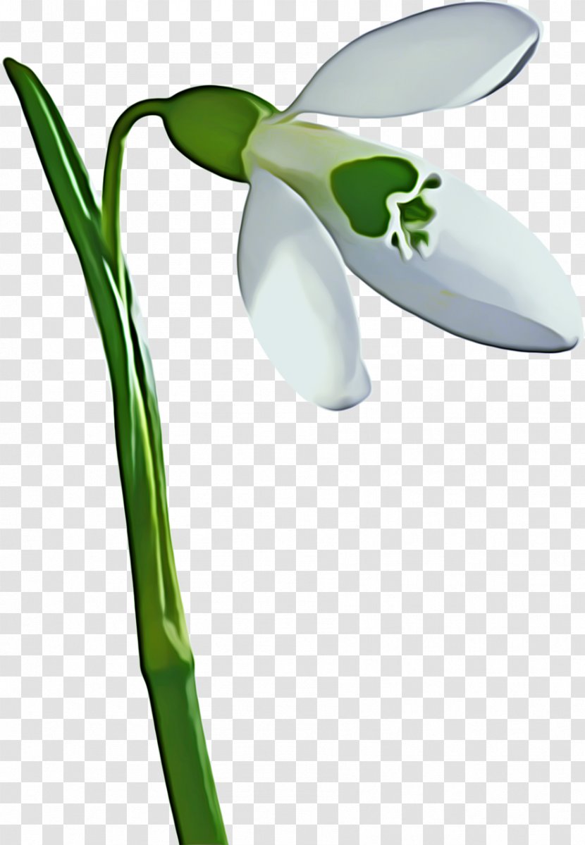 Summer Flower Background - Flowering Plant - Petal Snowflake Transparent PNG