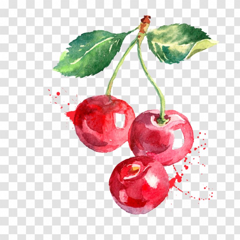 Watercolor Painting Vector Graphics Cherry Drawing Berry - Superfood Transparent PNG