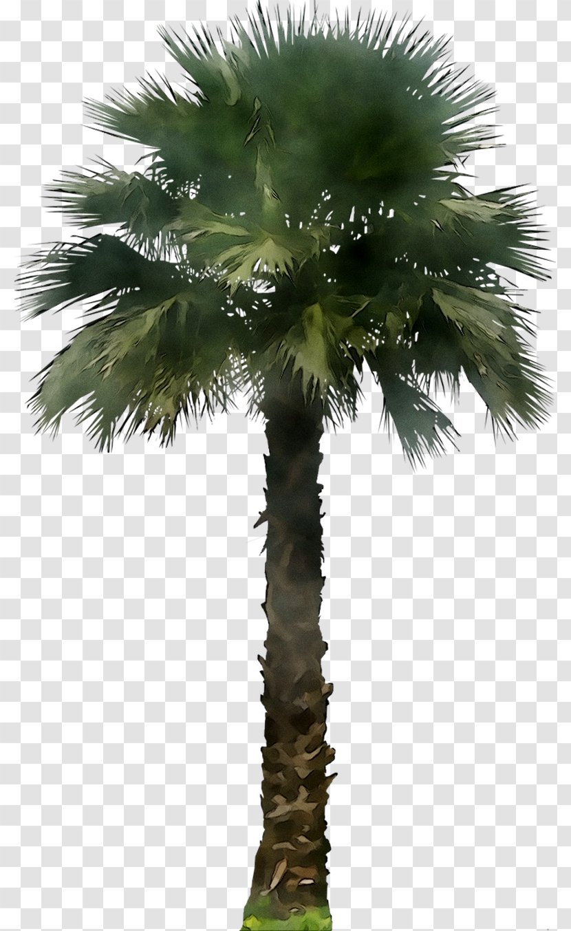Palm Trees Clip Art Kentia Washingtonia - Attalea Speciosa - Flowering Plant Transparent PNG