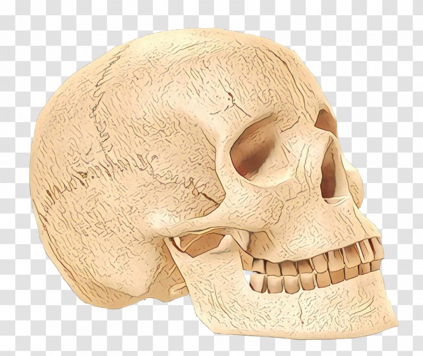 Skull Bone Head Jaw Chin - Beige Ear Transparent PNG